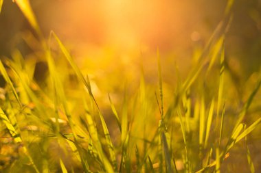 Gün batımında sonbahar çimyakın. Doğa bulanık arka plan, bokeh