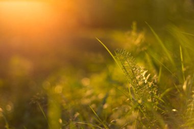 Gün batımında sonbahar çimyakın. Doğa bulanık arka plan, bokeh