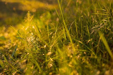 Gün batımında çimenler yakın çekim. Doğa bulanık arka plan, bokeh