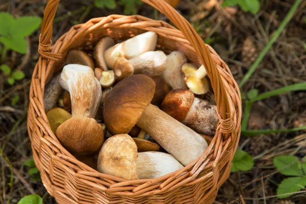 Grzyby Jadalne Borowikami Koszyku Lesie Bliska — Zdjęcie stockowe