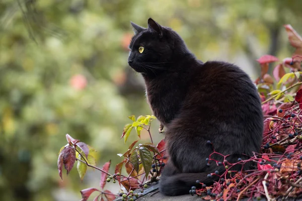 Sonbaharda profil açık siyah Bombay kedi, sonbahar yaprakları