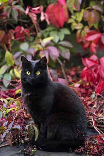Siyah Bombay kedi sonbaharda açık, sonbaharda sarmaşık arka plan bırakır
