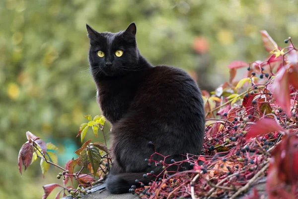 秋の黒いボンベイ猫 秋の葉に — ストック写真