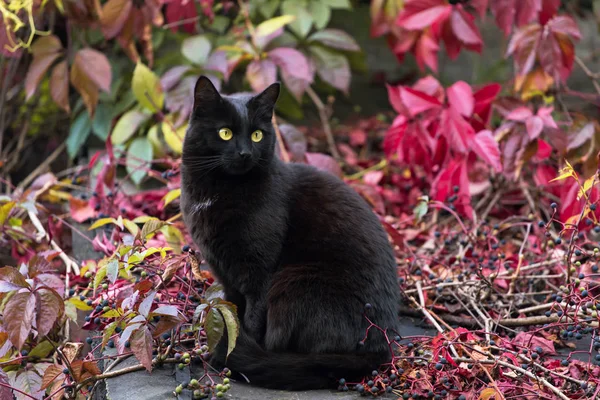 Siyah Bombay kedi sonbaharda açık, sonbaharda sarmaşık arka plan bırakır