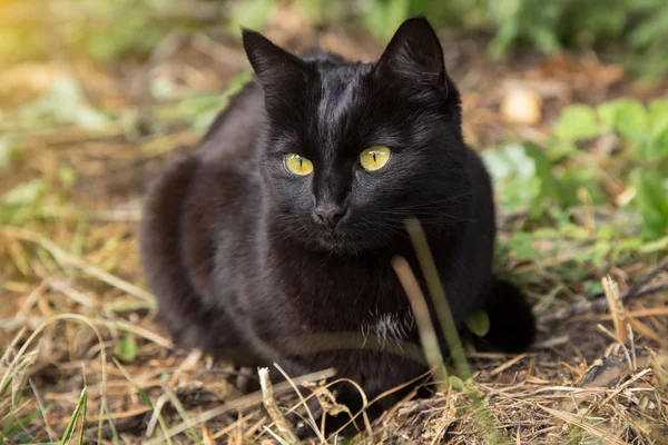 Sarı gözlü güzel bombay siyah kedi doğada açık havada yatıyor, yakın