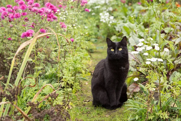 Çiçeklerle bahçede bombay siyah kedi. Açık havada, doğa