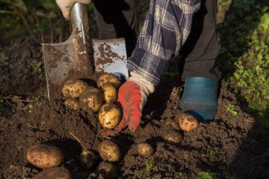 Çiftçi eller kürek ile hasat patates hasat