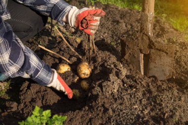 Çiftçi eller topraktan taze patates hasat