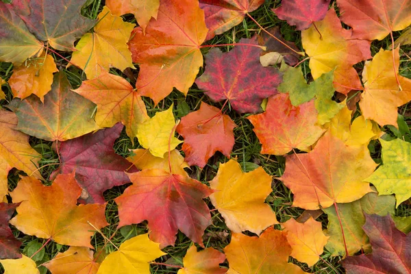 Φθινόπωρο Πολύχρωμο Σφενδάμι Φθινόπωρο Φύλλα Γρασίδι Φόντο — Φωτογραφία Αρχείου