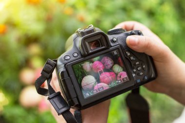 Ellerindeki fotoğraf makinesi elmanın fotoğrafını çekiyor.