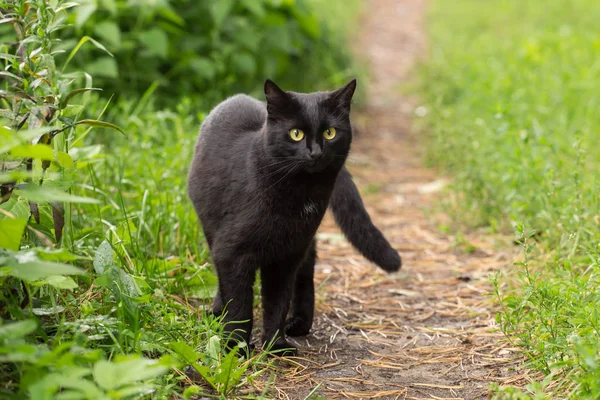 黄色の目と自然界の緑の芝生の中で気配りのある外観を持つ美しいボンベイ黒猫 — ストック写真
