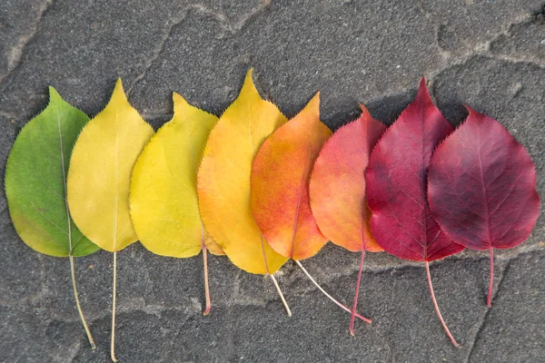 Otoño Hojas Coloridas Transición Espacio Copia Cambio Estación — Foto de Stock