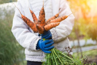 Organik sebze hasadı. Kirli havuçlar çiftçilerin elinde bahçede toplanıyor.