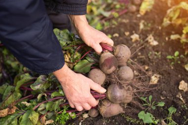 Organik sebze hasadı. Pancar çiftçinin elinde Topraktaki bahçede