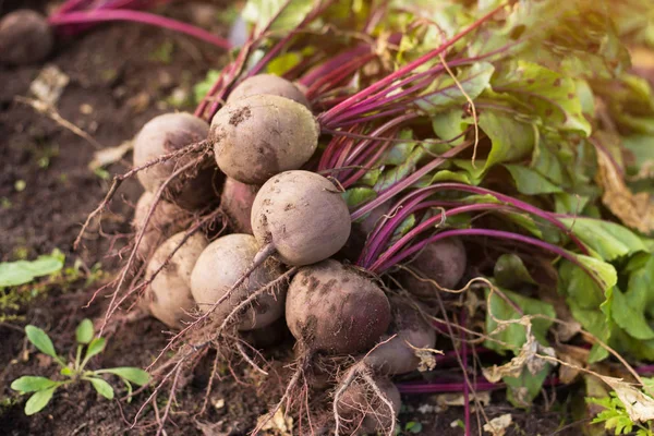 Bunch of Beets harvest on ground in the garden closeup
