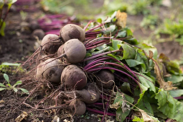 Ramo Cosecha Remolacha Suelo Primer Plano Del Jardín — Foto de Stock