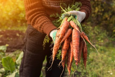 Eldivenli çiftçi bahçede havuç tutuyor.