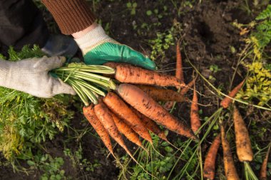 Eldivenli çiftçi bir demet havuç tutuyor. Organik tarım kavramı