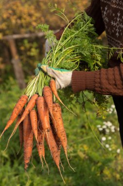 Çiftçinin elinde bir avuç organik havuç