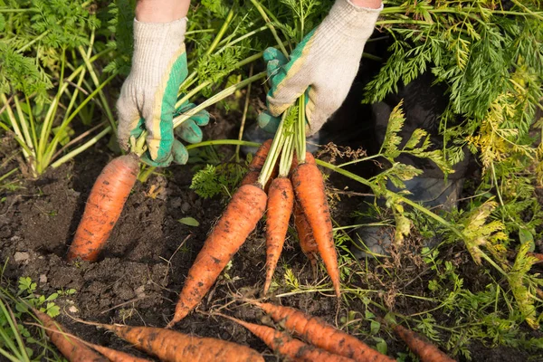 Manos Granjero Levantando Zanahoria Cosechando Huerta —  Fotos de Stock