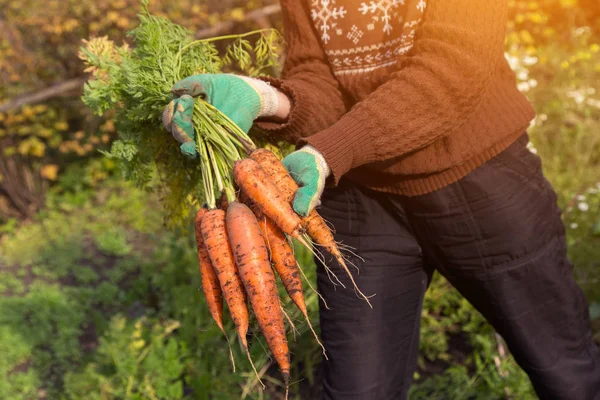 Çiftçilerin elinde bir avuç organik havuç. Sebze bahçesinde hasat.