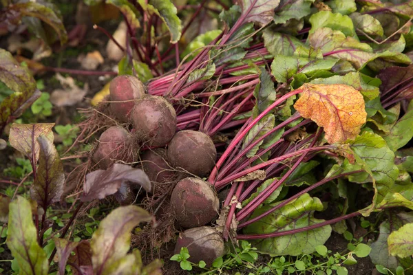 Ramo Cosecha Remolacha Huerta — Foto de Stock