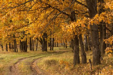 Sonbahar manzarası sonbahar ormanı, sarı meşe ağaçları ile park