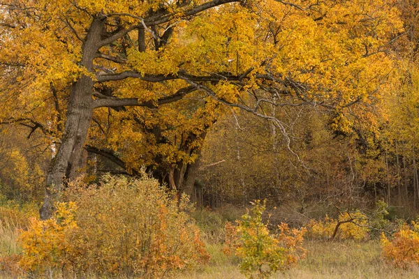 Осенний Пейзаж Осенним Лесом Желтыми Золотистыми Дубами — стоковое фото