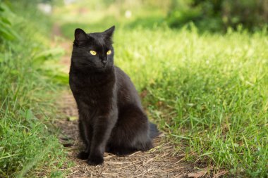 Bombay black cat in green grass. Outdoors, nature clipart