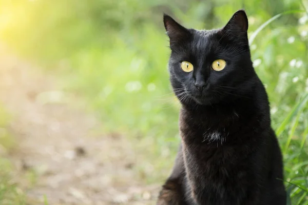 Siyah Kedi Portresi Yakın Çekim Kopyalama Alanı Açık Hava Doğa — Stok fotoğraf