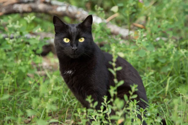 Yeşil çimlerde güzel Bombay siyah kedi portresi. Açık hava, doğa.