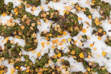 Sonbahar doğası. Çimenler ve karlar üzerinde sarı yapraklar.