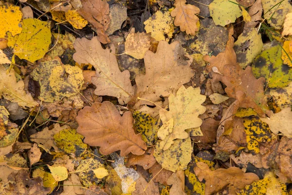 Podzim Podzim Suché Žlutohnědé Suché Listy Zemi Lesním Pozadí — Stock fotografie