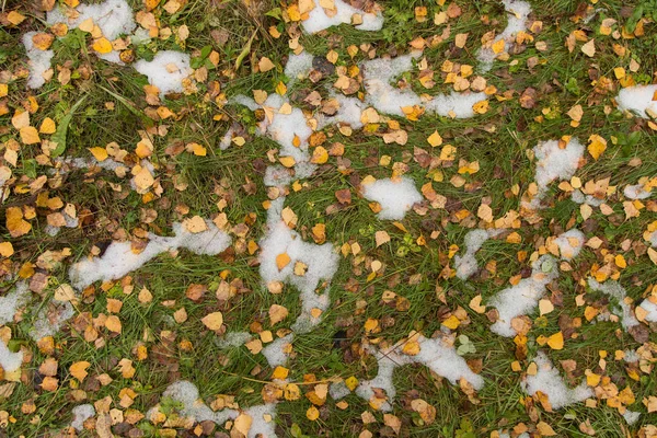 Φθινόπωρο Πτώση Κίτρινα Φύλλα Στο Πράσινο Γρασίδι Χειμώνα Αρχή Έννοια — Φωτογραφία Αρχείου