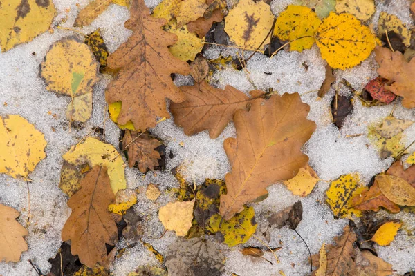 Κίτρινα Καφέ Φύλλα Δρυός Φόντο Χιονιού Φθινόπωρο Φθινόπωρο Χειμώνας — Φωτογραφία Αρχείου