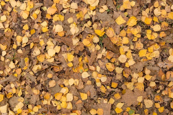 Podzim Podzim Žluté Listy Zemi Lesním Pozadí Textury — Stock fotografie