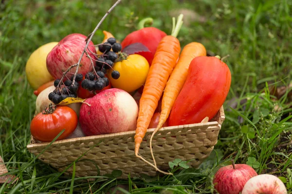 Organic Vegetables Basket Grass Autumn Harvest — Stock Photo, Image