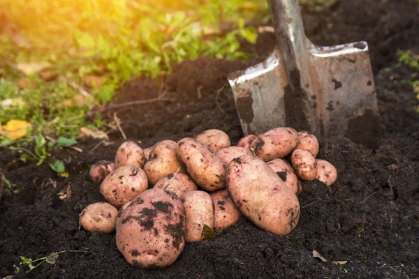 Bio Kartoffelernte Auf Dem Boden Garten Sonnenlicht — Stockfoto