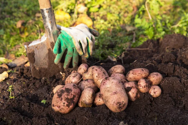 Bio Kartoffelernte Mit Schaufel Auf Boden Garten — Stockfoto