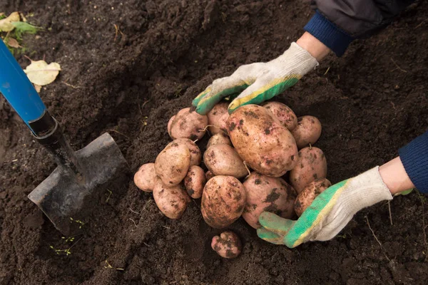 Bauern Bei Der Ernte Von Biokartoffeln Garten — Stockfoto