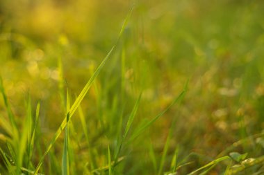 Soyut Doğa bulanık arkaplan, bokeh. Güneş ışığında yeşil çimen