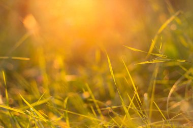 Gün batımında çimenler yakın çekim. Doğa soyut arkaplanı bulanıklaştırdı, bokeh