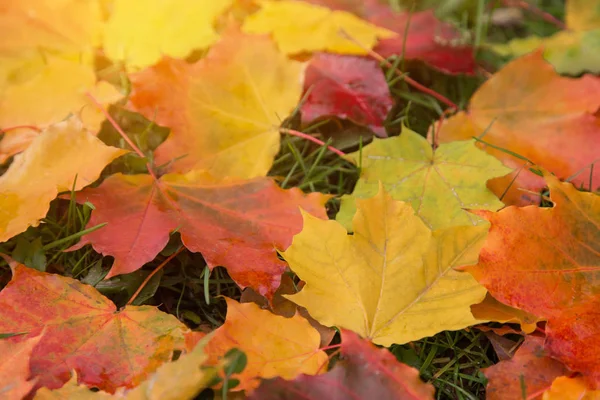 Caduto Colorato Autunno Acero Foglie Primo Piano Alla Luce Del — Foto Stock