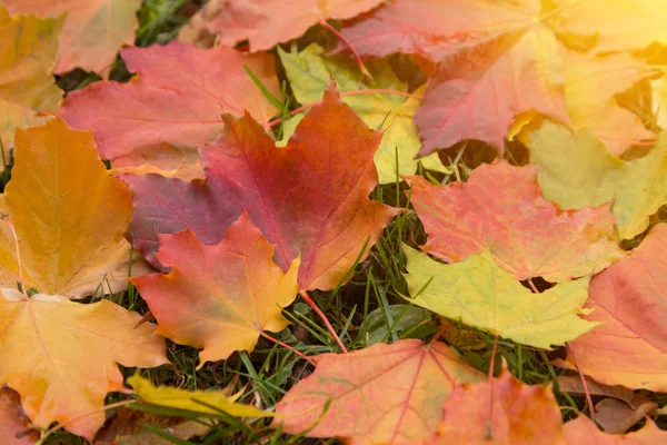 Coloridas Hojas Otoño Otoño Hierba Primer Plano Luz Del Sol — Foto de Stock