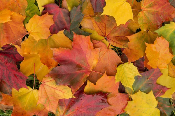 Otoño Colorido Arce Hojas Textura Fondo — Foto de Stock