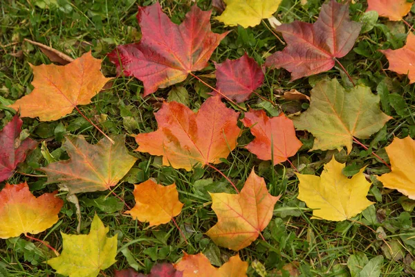 Otoño Arce Colorido Hojas Otoño Sobre Hierba Fondo — Foto de Stock