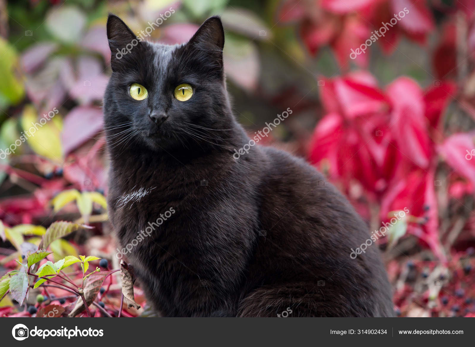 Big Fat Black Cat Portrait Outdoor Autumn Nature Stock Photo By C Viktor108 314902434