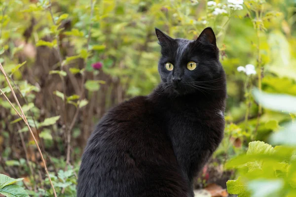 Bombay Black Cat Insight Look Portrait Close Outdoors Nature — Stock Photo, Image