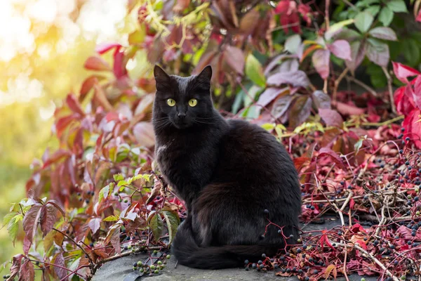 Kara kedi sonbahar doğasında güneş ışığında, sonbahar sarmaşık yapraklarında arka planda