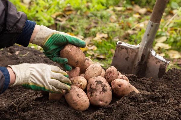 Manos Del Agricultor Guantes Con Cosecha Patatas Orgánicas Suelo Jardín —  Fotos de Stock